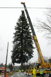 FAIS brings 2015 Christmas Tree to State Capitol